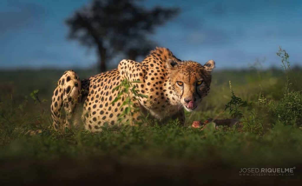 Taller Safari en Sudáfrica
