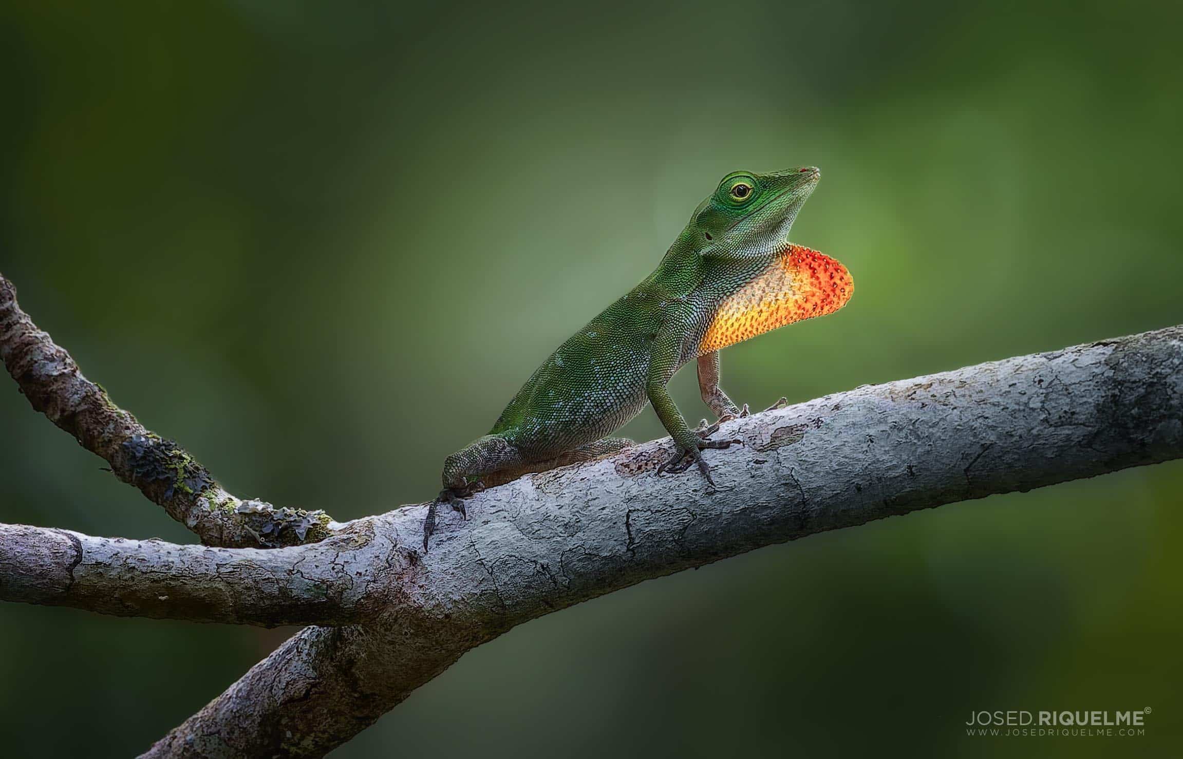 Anole lizard displaying its orange dewlap on a branch, Costa Rica