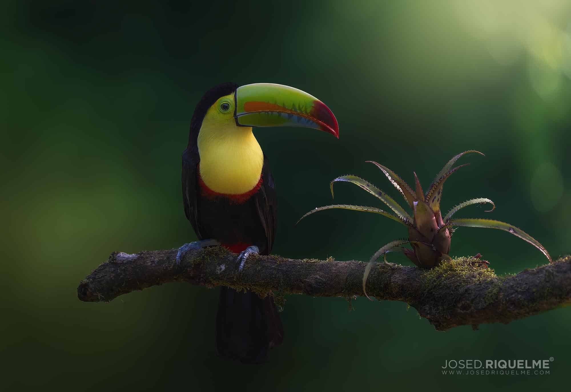 Keel-billed toucan perched on a branch beside a bromeliad, Costa Rica
