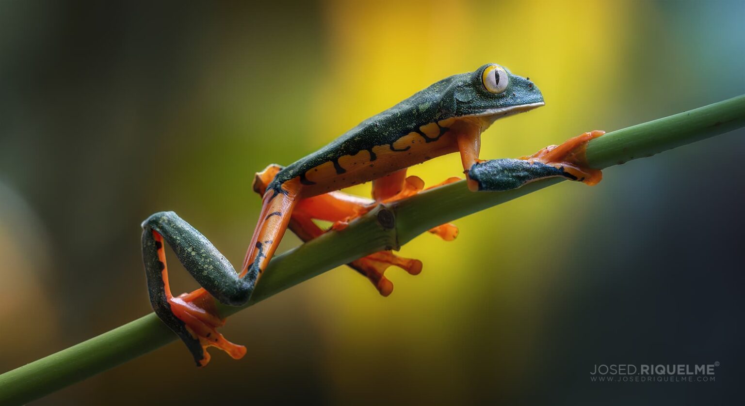 Costa Rica photography by IceMonkey Tours