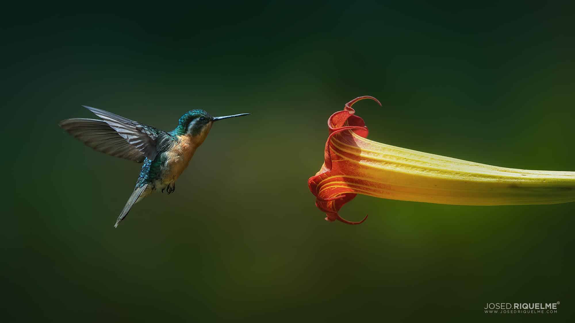 Hummingbird hovering beside a trumpet flower in Costa Rica